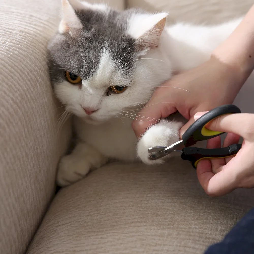 Bulk Pet Nail Clipper