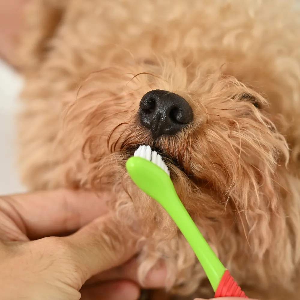 Dog Toothbrush 360