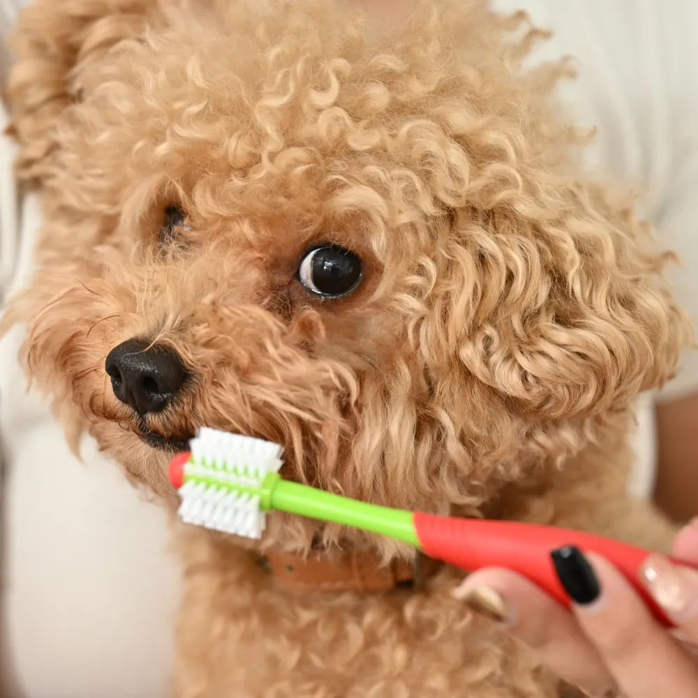 Dog Toothbrush Double Side