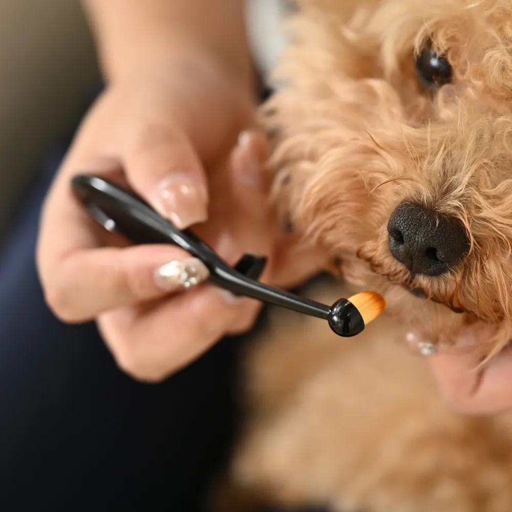 Dog grooming eye care accessory