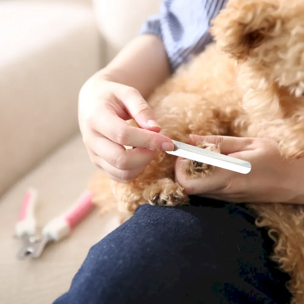 Hot Selling Pet Nail Clipper Set