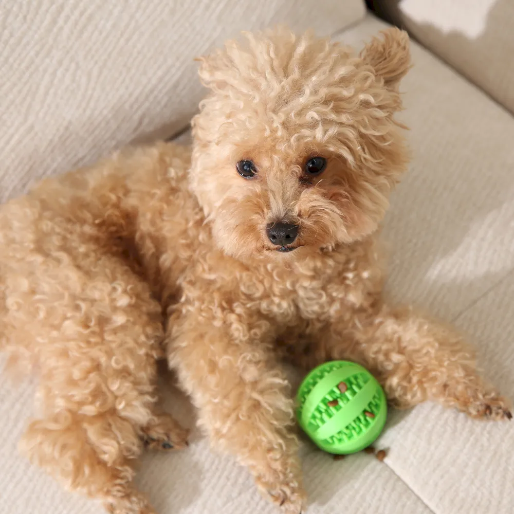 Pet Chew Ball Toy