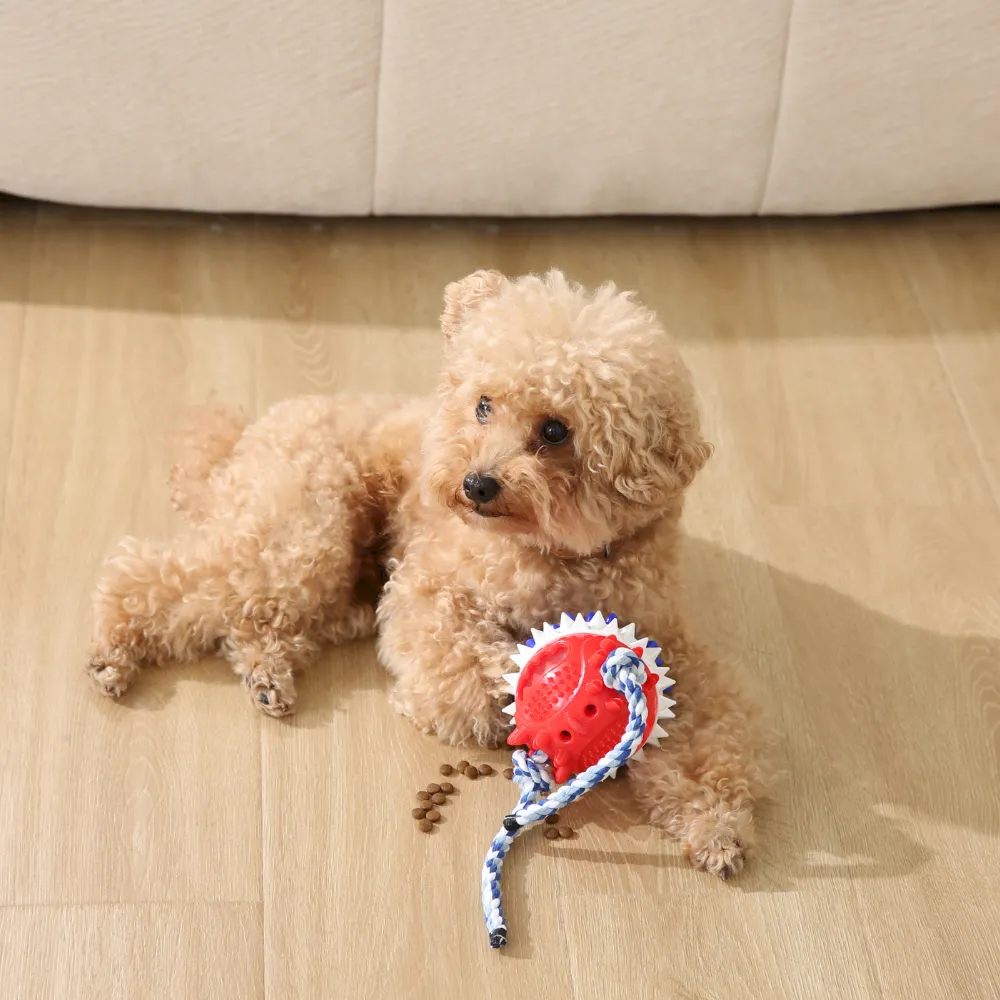 Squeaky Dog Puzzle Toy Ball