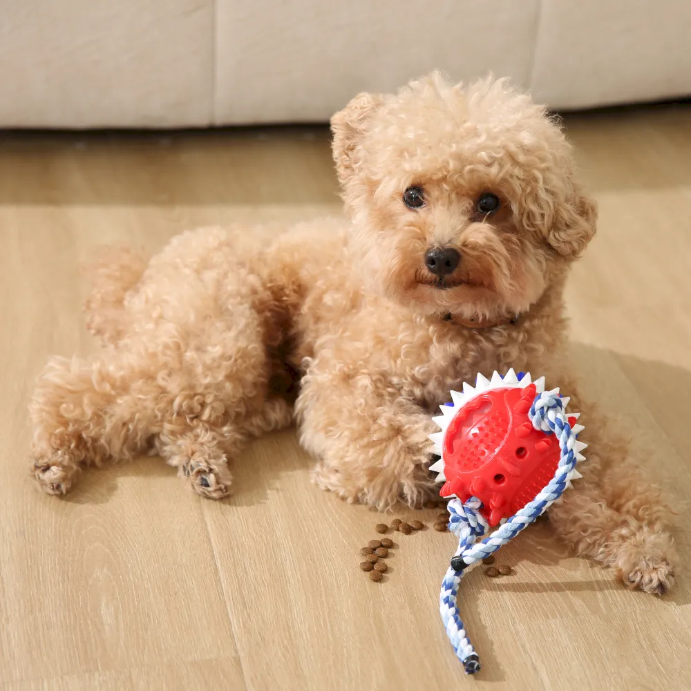 Squeaky Pet Puzzle Toy