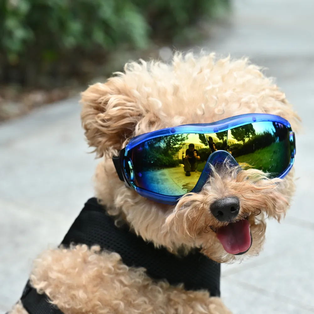 Dog Ski Glasses