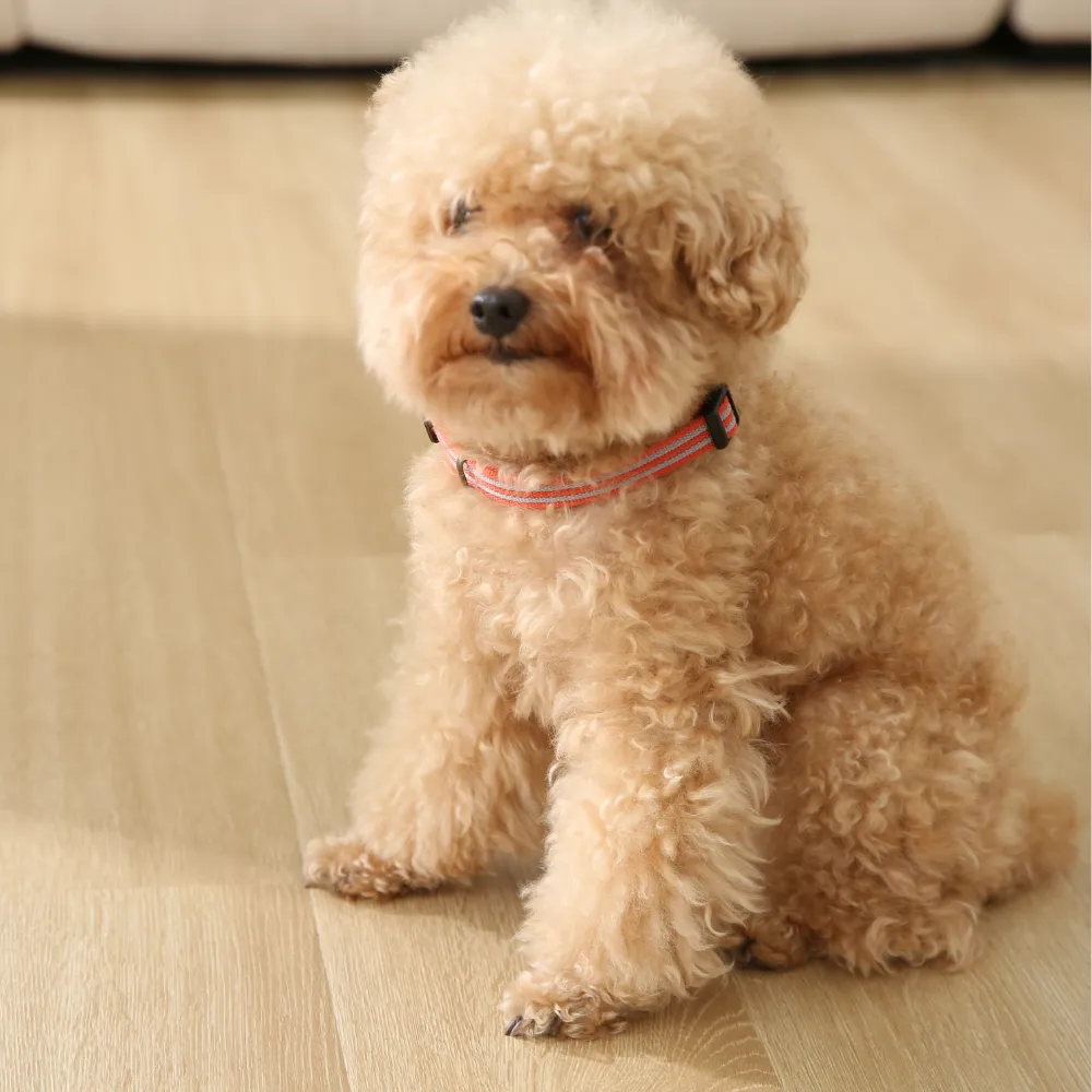 Lightweight Dog Collar