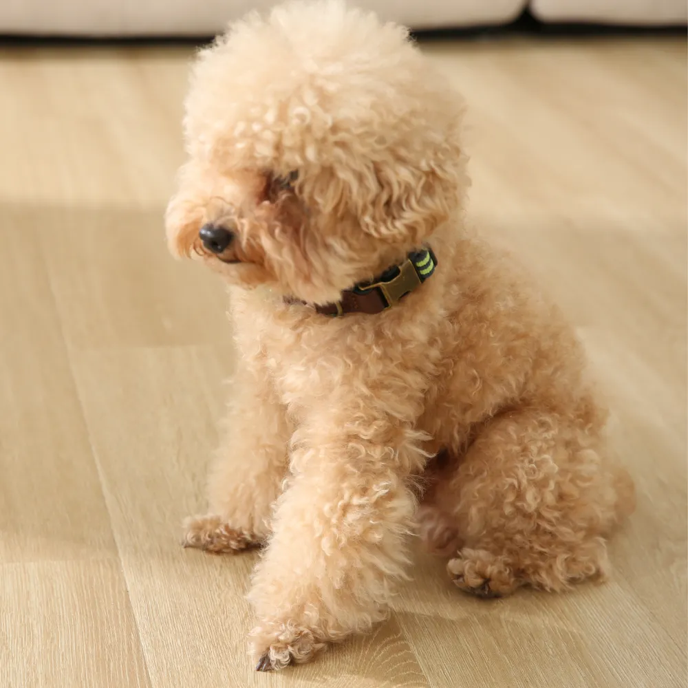 Lightweight Dog Collar