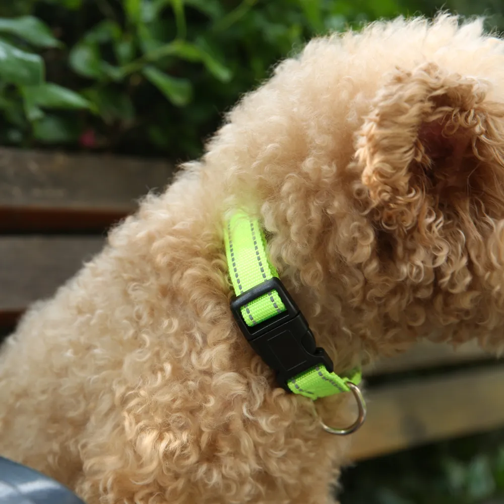 Pet Collar Adjustable
