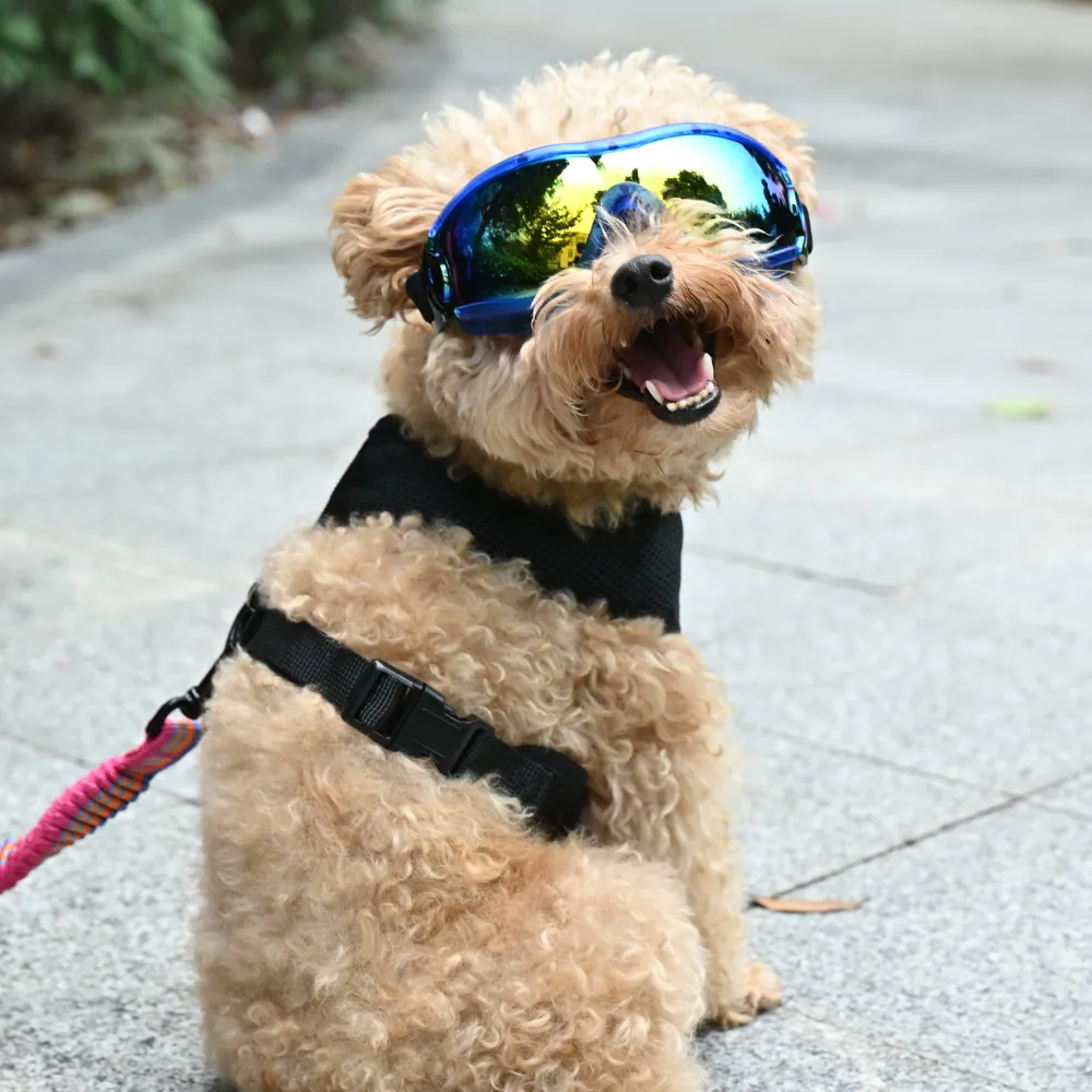 Pet Ski Glasses