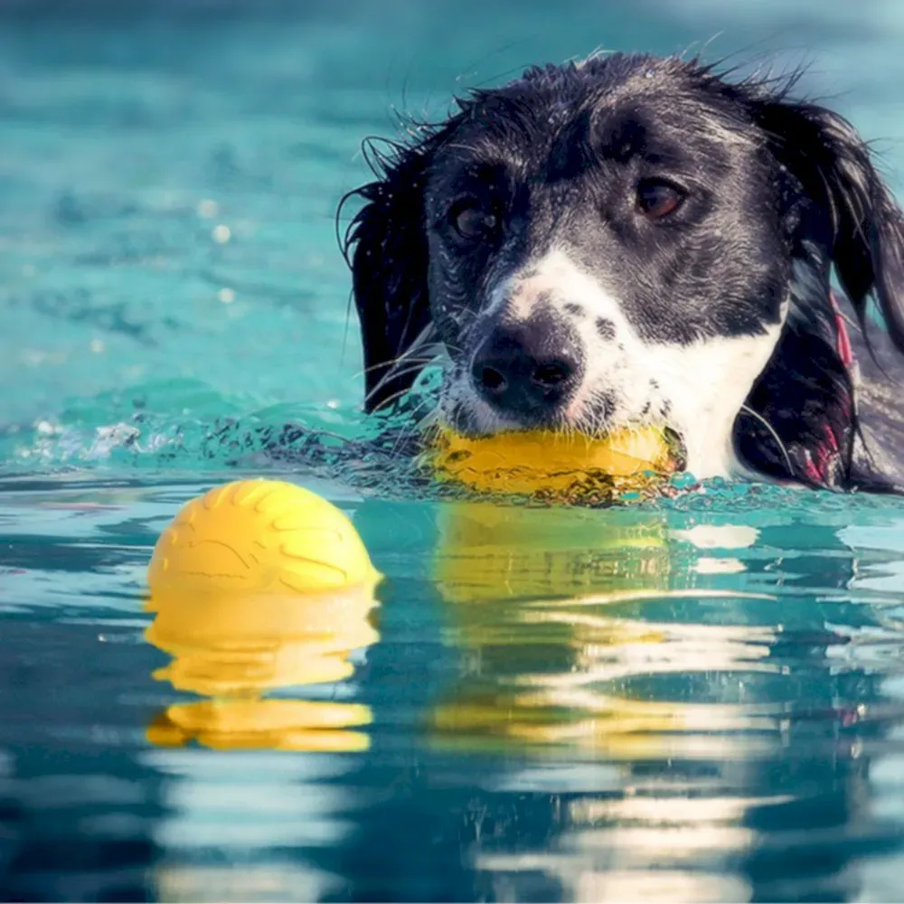 Outdoor Training Floating Bouncy Fetch Ball