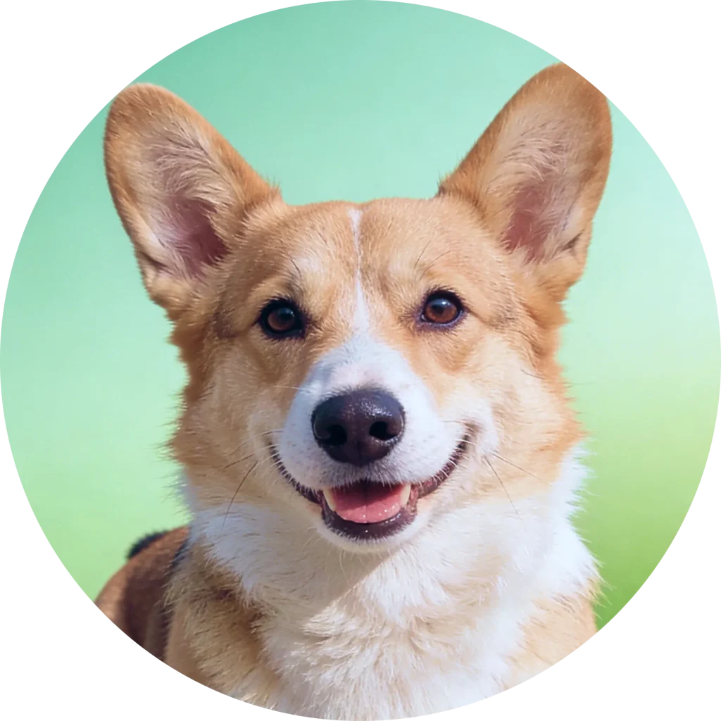 wholesale pet products