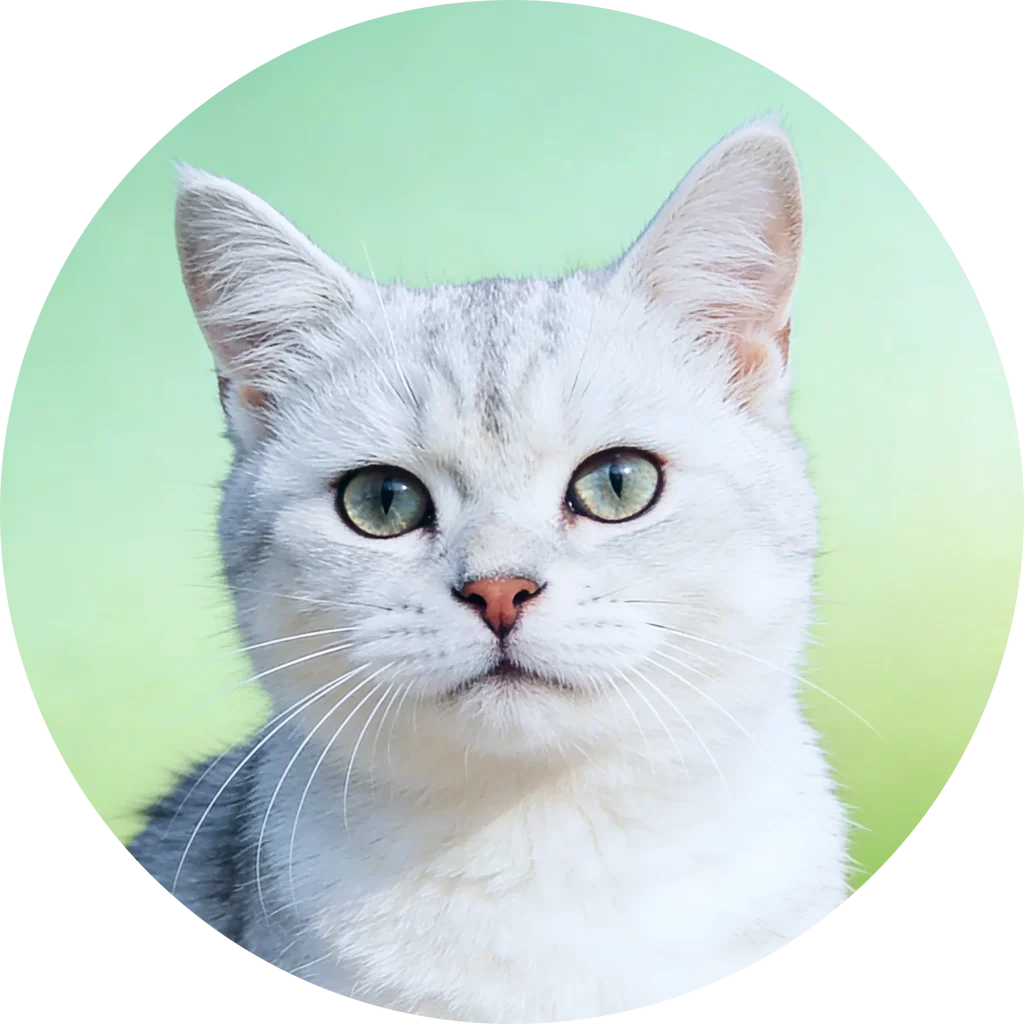 wholesale pet products