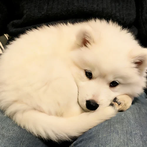 how cold is too cold for dogs